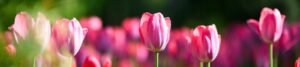 CSR pink tulips